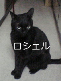講師